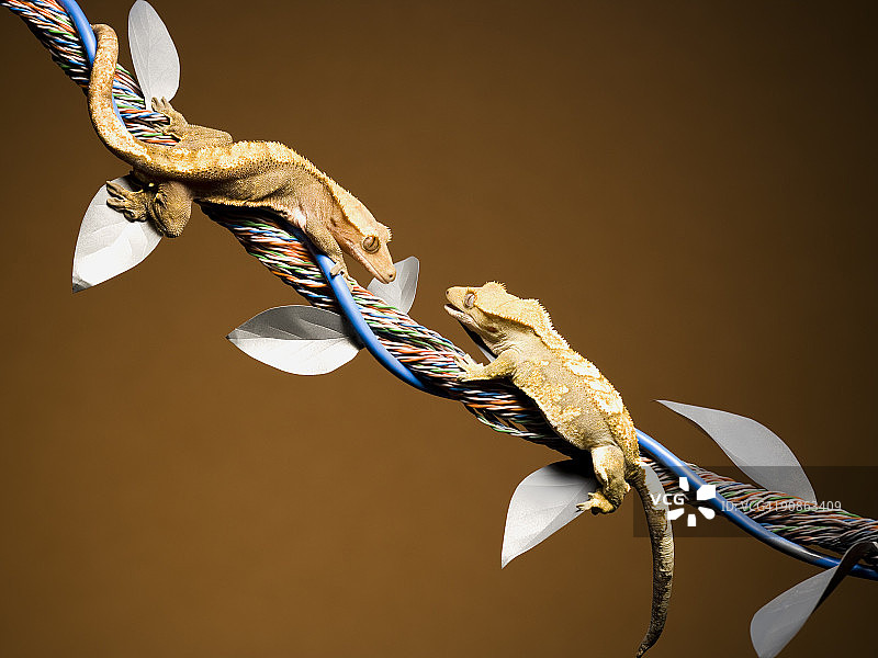 两只蜥蜴在缠绕着树叶的电缆上图片素材