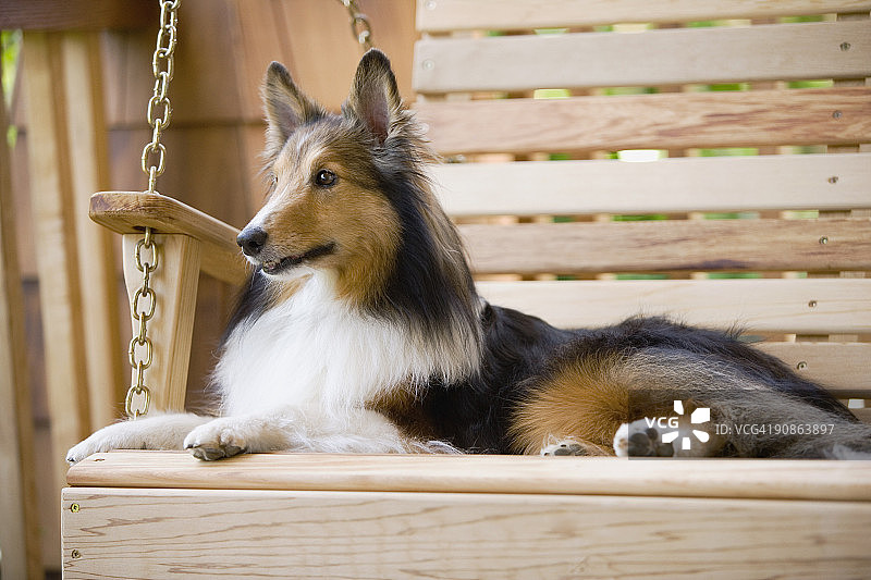 门廊秋千上的柯利牧羊犬图片素材