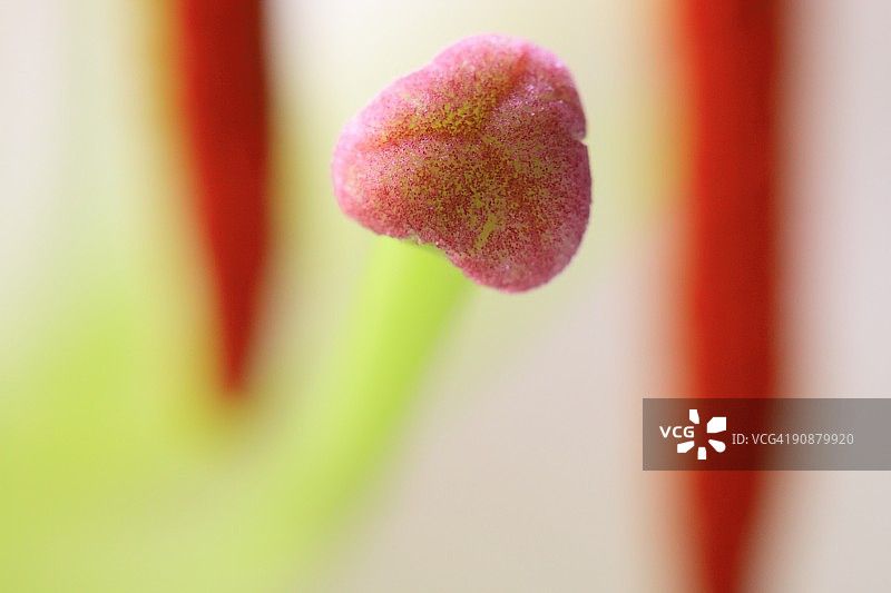 花蕊图片素材