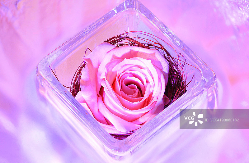 永生花图片素材