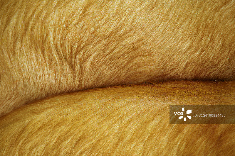 两只背靠背躺着的猪，全身照图片素材