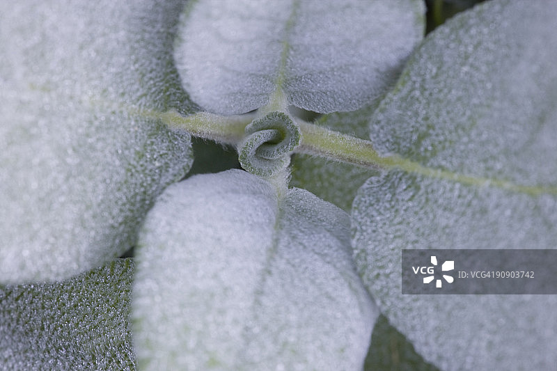 鼠尾草植物特写图片素材
