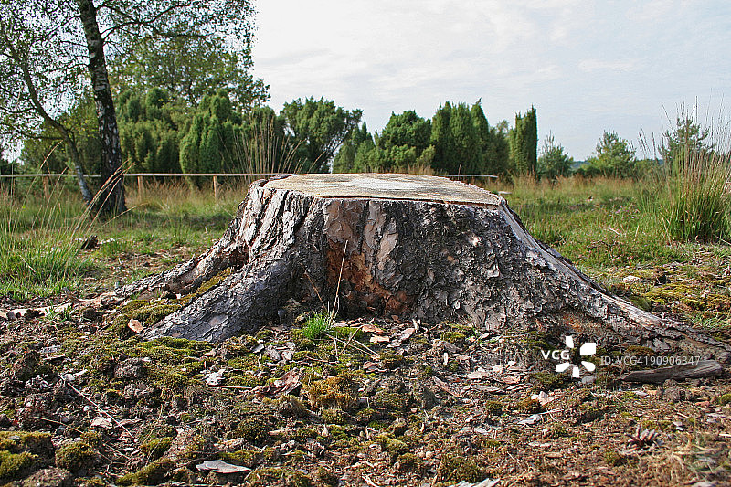 树桩图片素材