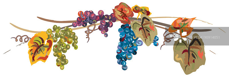 带有彩色葡萄、叶子和藤蔓的风格化秋季葡萄藤图片素材
