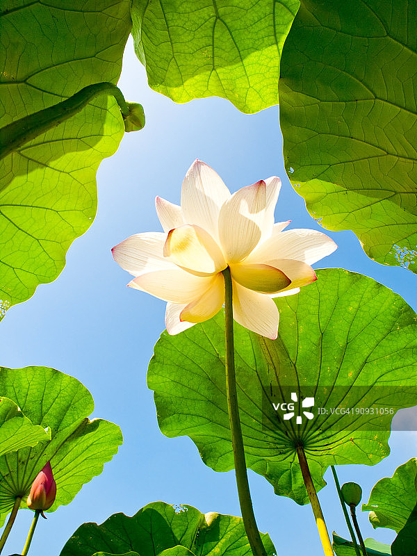 白莲图片素材