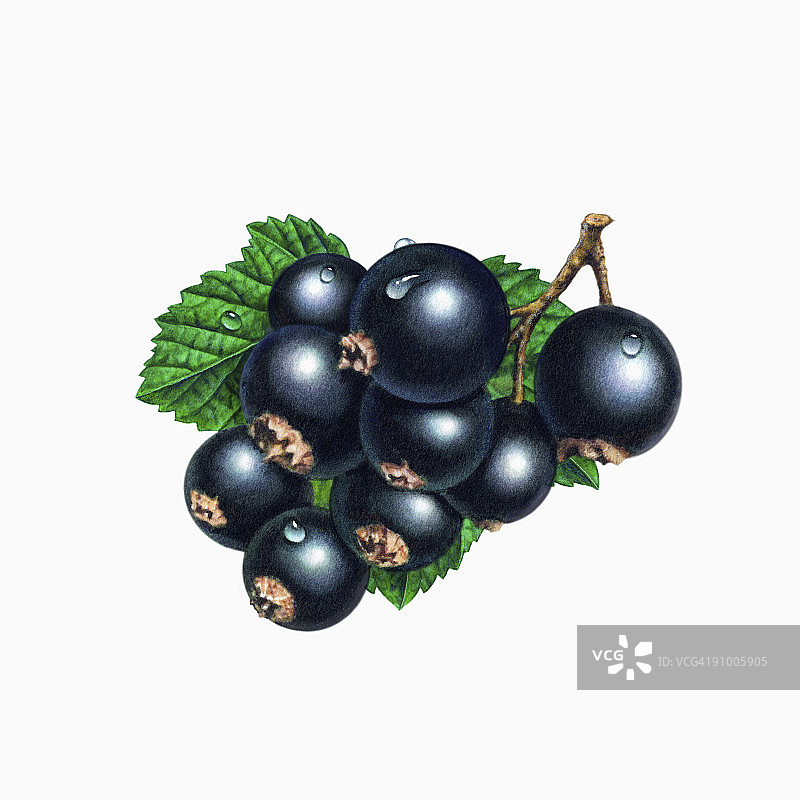 黑加仑图片素材