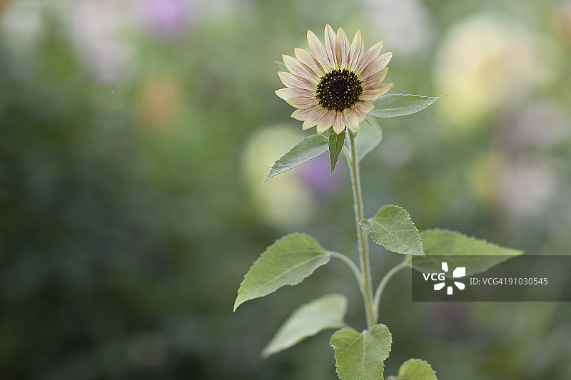 淡雅花朵图片素材