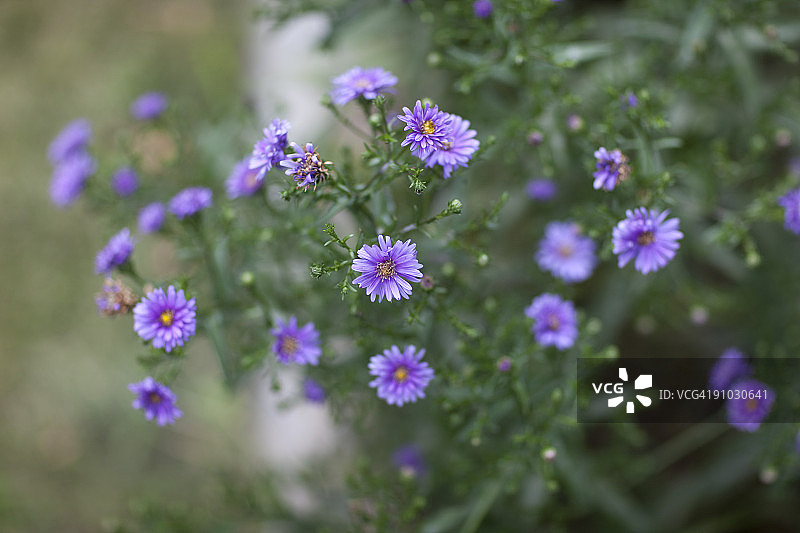 紫菀花图片素材