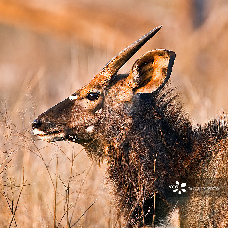夕阳下的年轻雄性尼亚拉羚羊图片素材