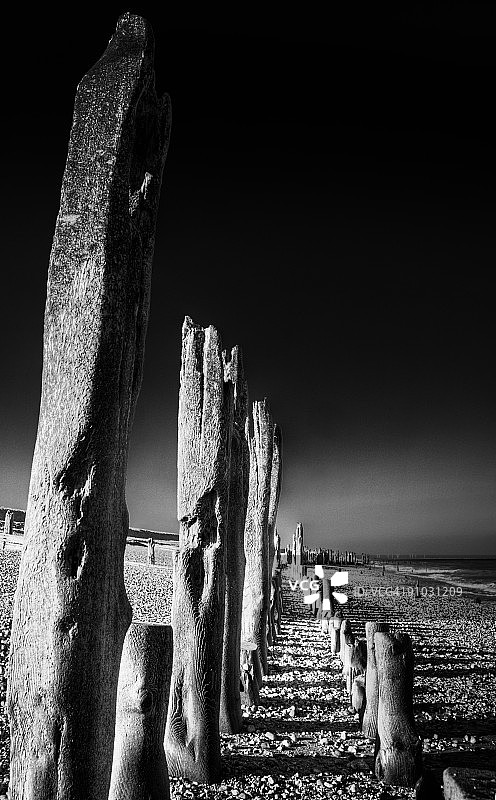 树林中的面孔图片素材