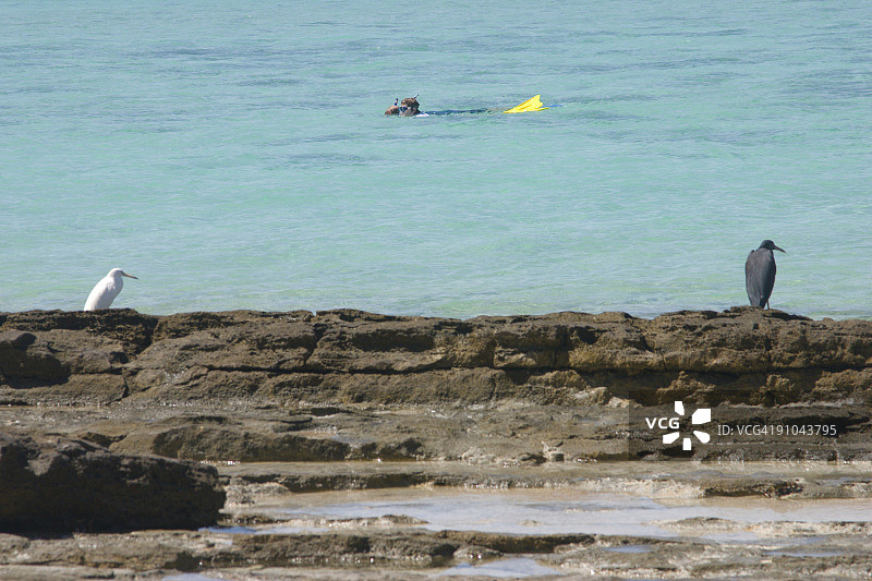 与礁鹭一起浮潜图片素材
