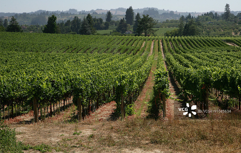 葡萄园图片素材
