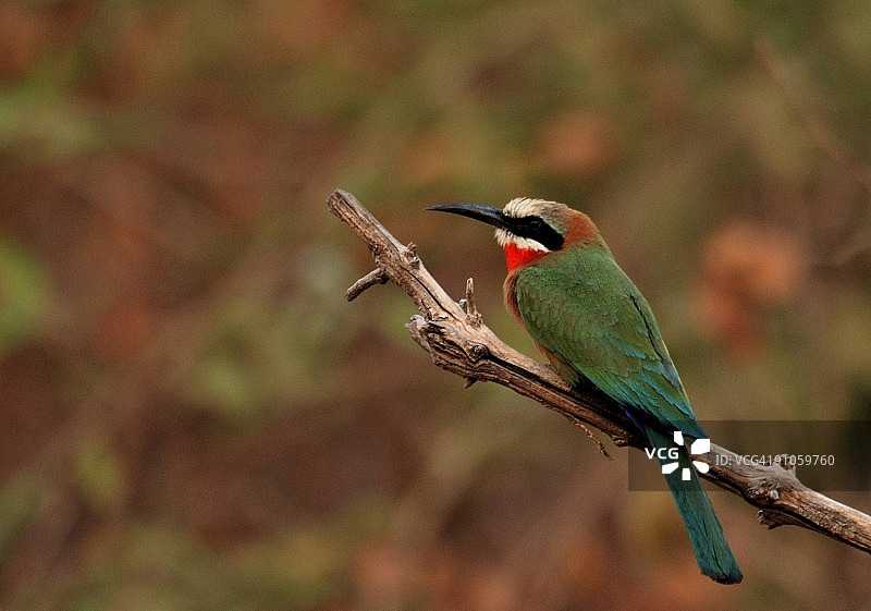 白额蜂虎图片素材