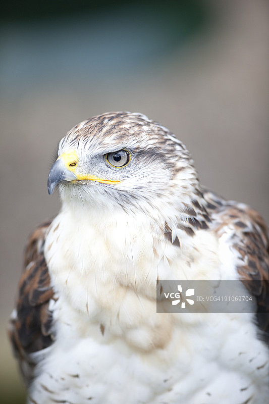 铁锈色鹰图片素材