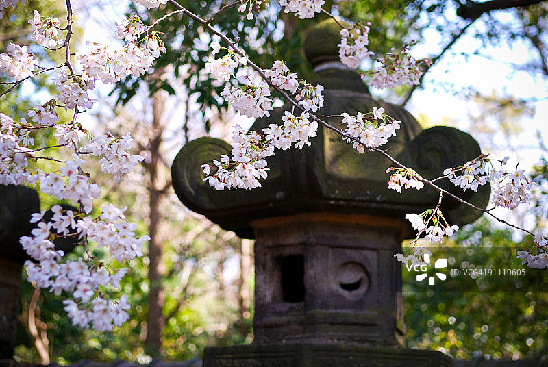 日本樱花与石灯笼图片素材