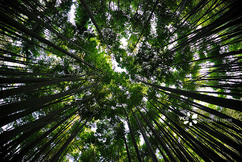 日本镰仓的绿色竹林图片素材