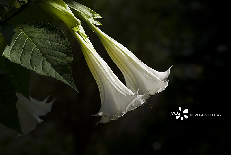 天使的喇叭花与游客图片素材