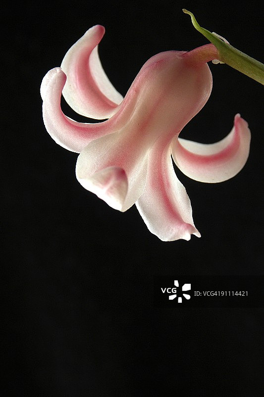 粉色风铃花图片素材