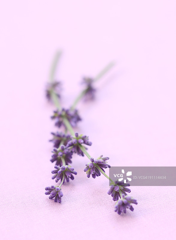 薰衣草花图片素材
