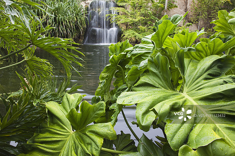 佛罗里达州迈阿密鹦鹉丛林花园图片素材
