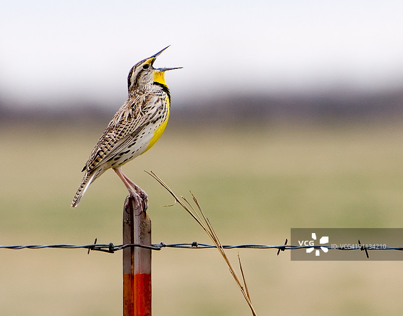 金属柱子上的西方草地鹨图片素材