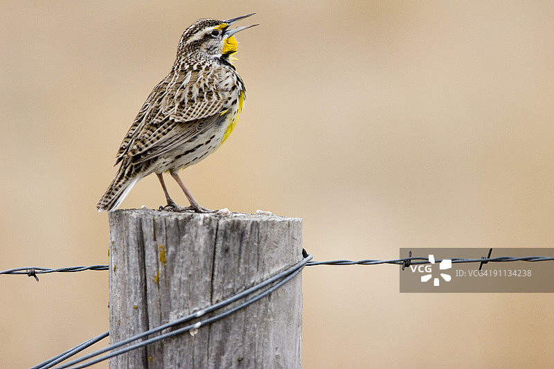 鸣叫的西部草地鹨图片素材