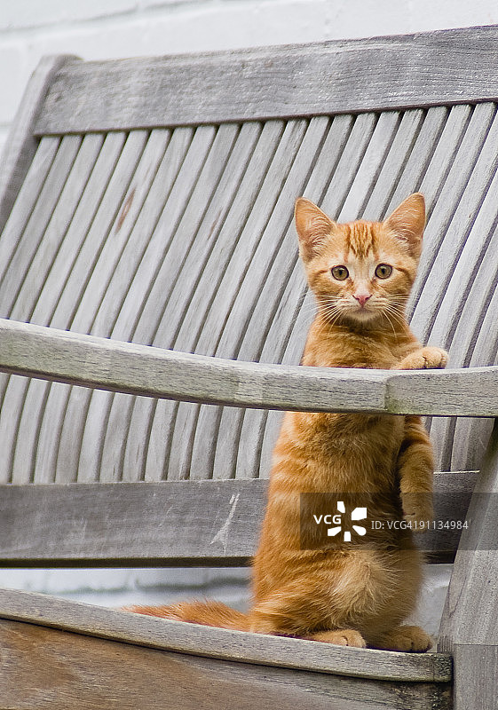 花园长椅上的姜黄色小猫图片素材