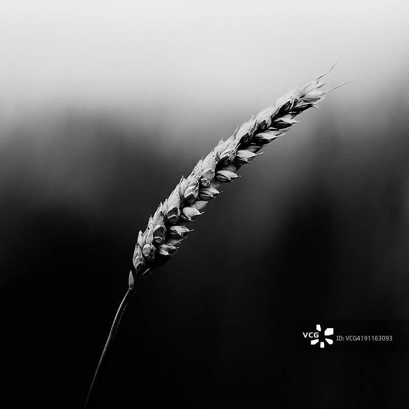 单株小麦图片素材