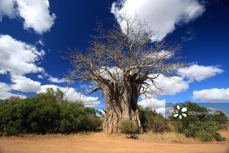 南非克鲁格公园的猴面包树图片素材