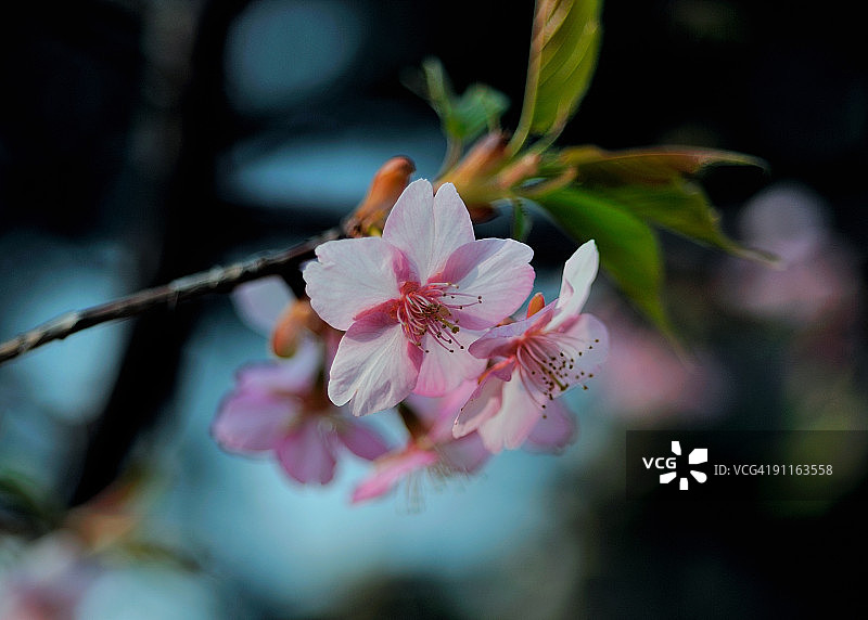 樱花图片素材