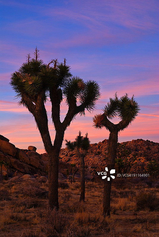 约书亚树日落图片素材