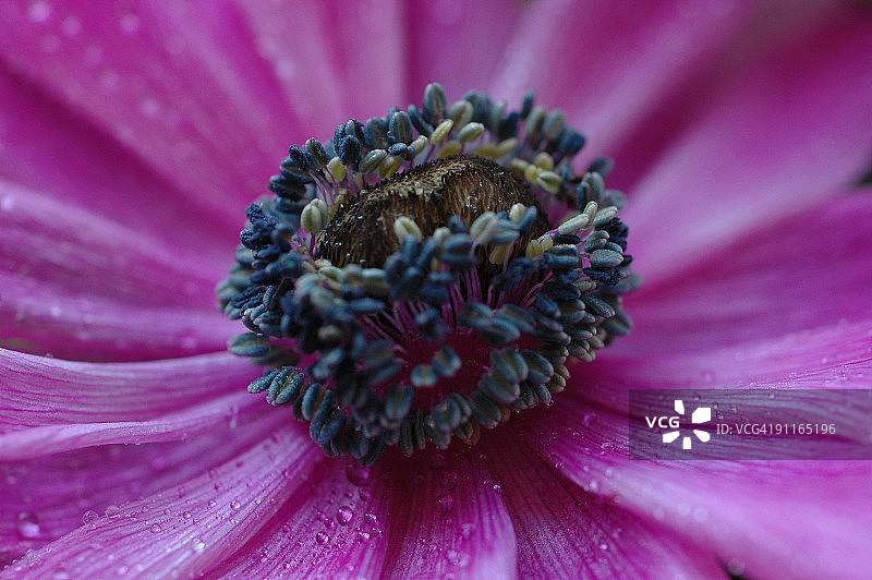 雨后鲜花图片素材