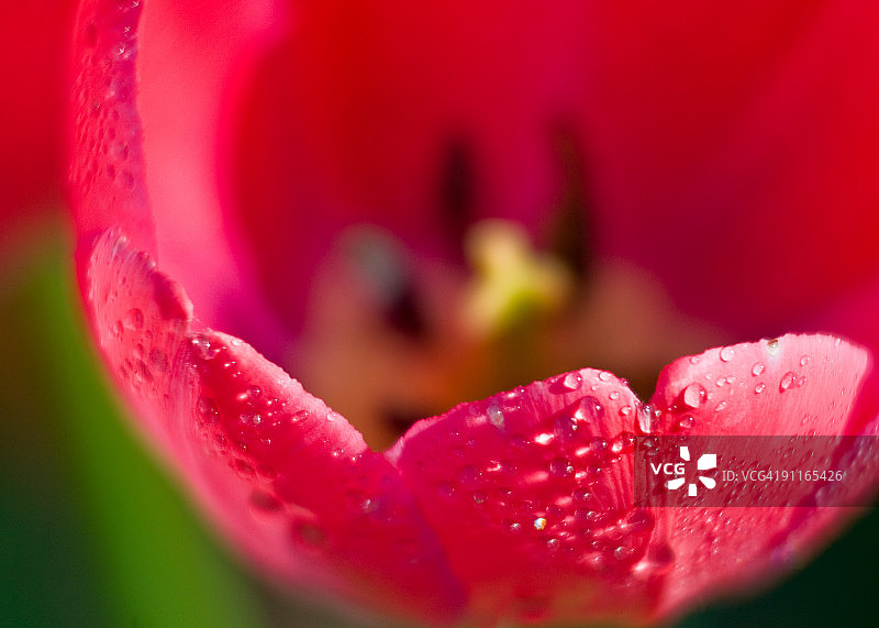 郁金香花朵特写图片素材