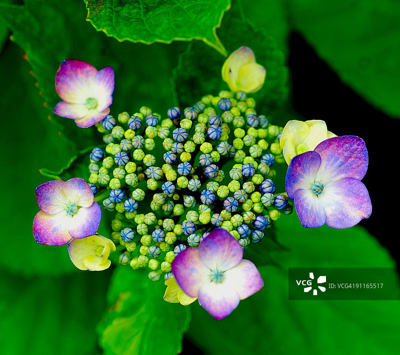 绣球花图片素材