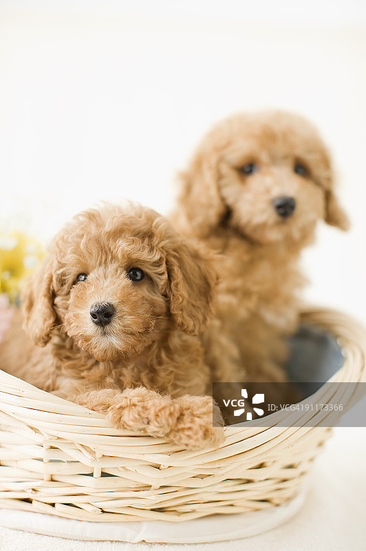 篮子里的小狗图片素材