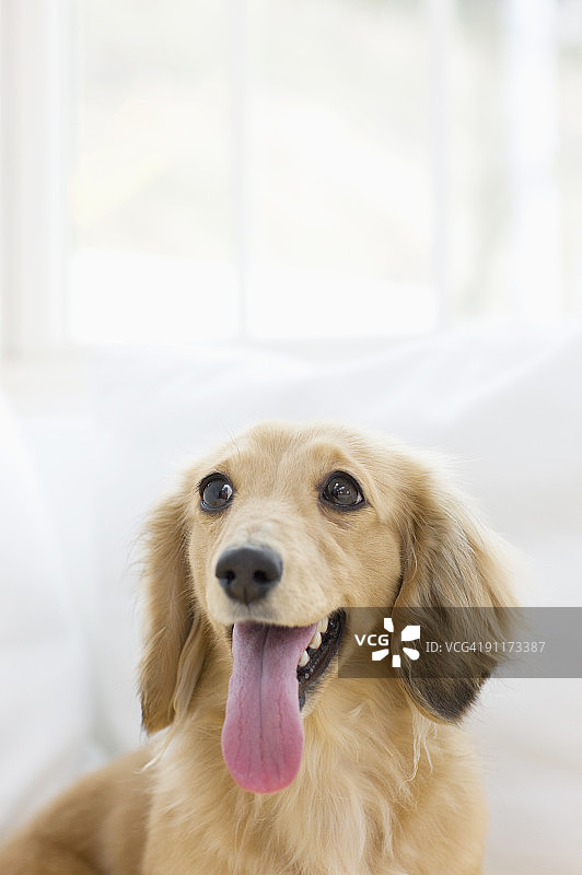 狗图片素材
