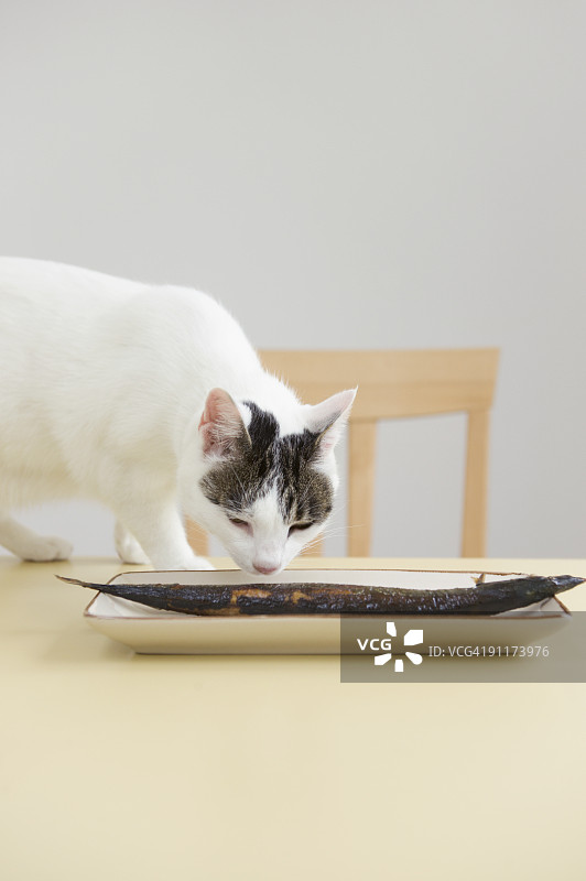 猫咪闻烤鱼图片素材