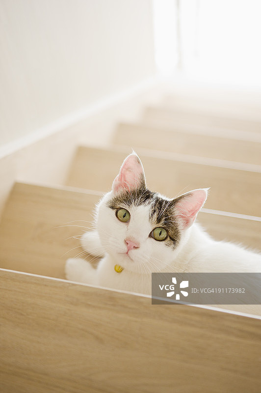 猫咪躺在楼梯上图片素材