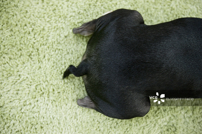 狗，肖像，低角度图片素材