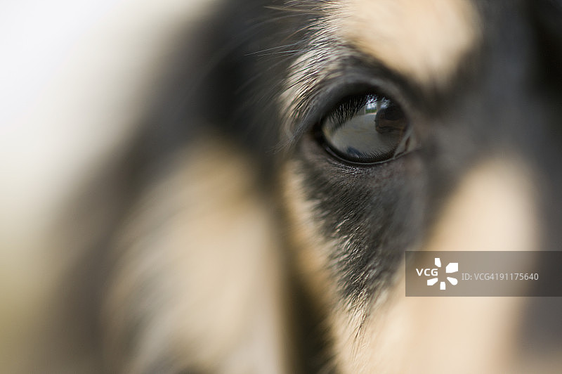 狗图片素材