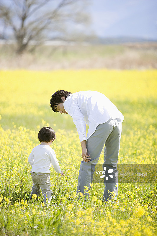 父子在油菜田中，后视图图片素材