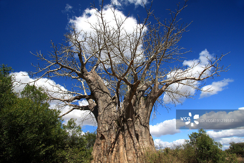南非克鲁格公园的猴面包树图片素材