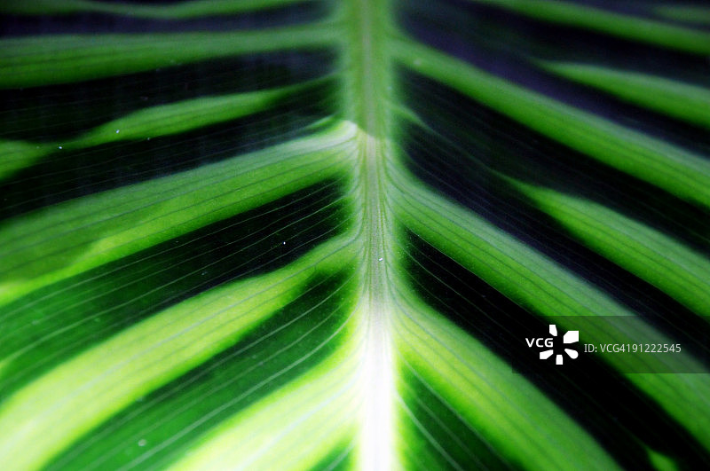 热带深绿色植物条纹图片素材