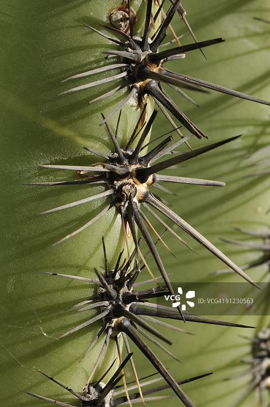 仙人掌刺（竖版）图片素材