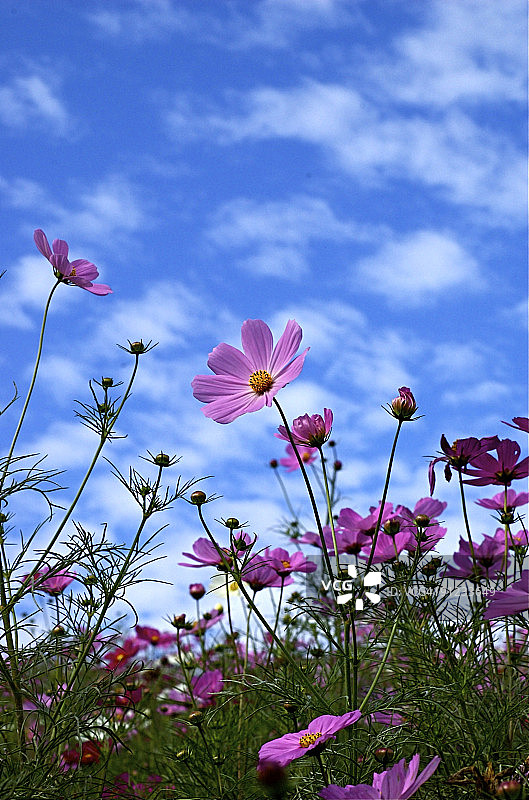 我在茫茫人海中找到了你……图片素材