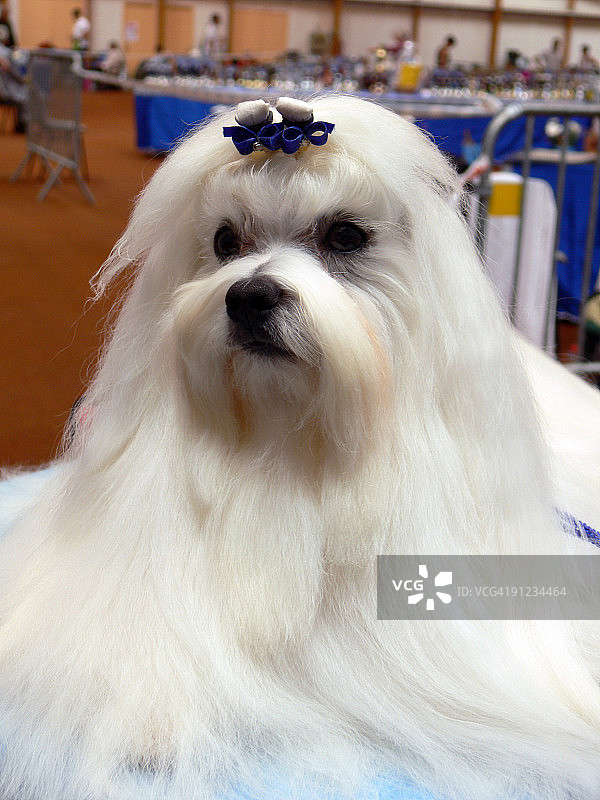 可爱的可টন犬图片素材