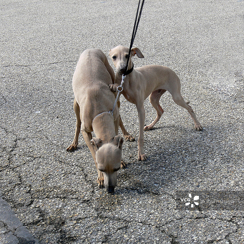 小猎犬图片素材