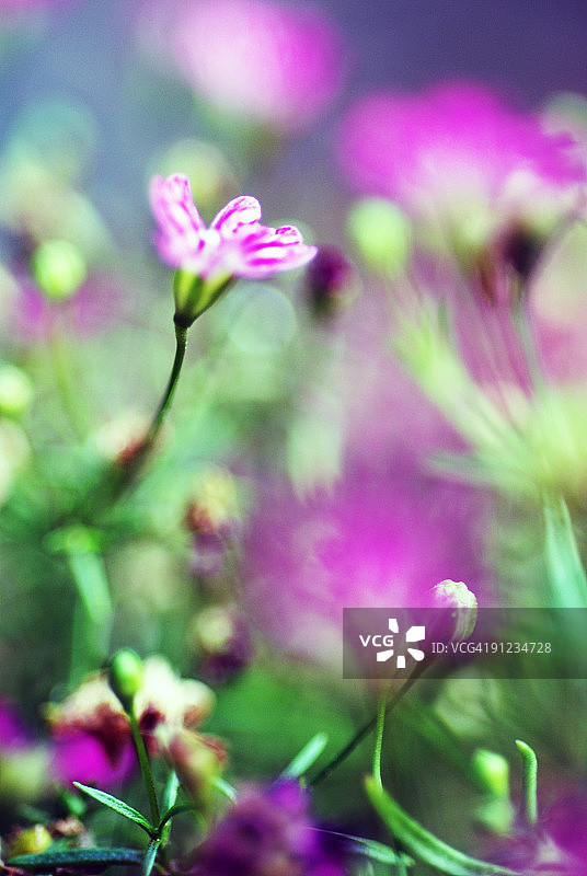 粉色小花图片素材