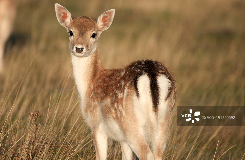英国诺尔公园的梅花鹿图片素材