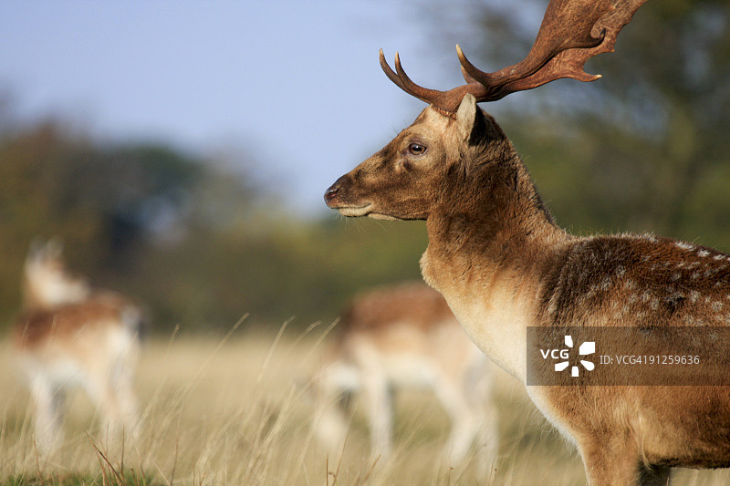 英国肯特郡的黇鹿图片素材